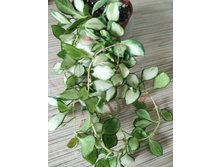 ���� heuschkeliana variegated.