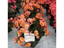 3 ������� BK Collection ESMAY PEACH.jpg