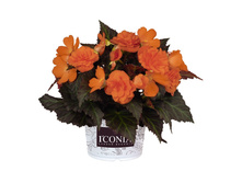 7 ������� IConia Portofino Orange.jpg