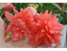 14 BELLECONIA Salmon.jpg