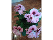 ���������� �����������