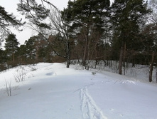 IMG 20210306 110828.jpg