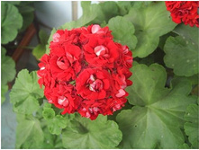 ���������� ���������