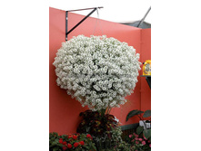 ������� ���� ��������