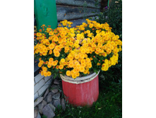 X��������� ����������� Branindio No16