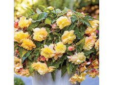 35 ������� ������� ����� ����.jpg