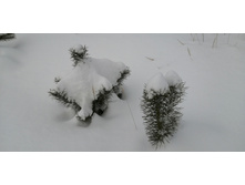 IMG 20210228 111733.jpg