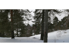 IMG 20210306 110817.jpg