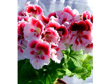 ���������� �����������