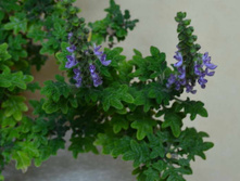 ����������� �����������