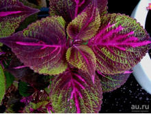 ������ Perilla Magilla ������������