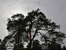 IMG 20210306 111039.jpg