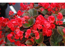 17 ������� Doublet Red.jpg