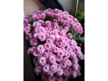 ���������� ����������� Branbeach lilac No1