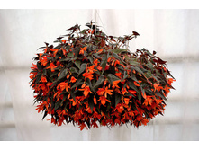 21 Begonia SUMMERWINGS Ebony & Orange.jpg