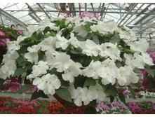 ��������� ��������� �����