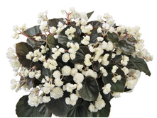 25 ������� Doublet White.jpg