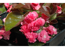 18 ������� Doublet Rose.jpg