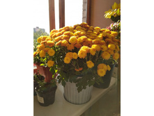 X��������� ����������� Branindio No16