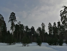 IMG 20210306 113616.jpg