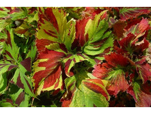 ������ ������������ killer clown