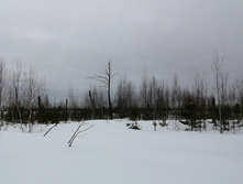 IMG 20210320 114709.jpg