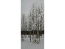 IMG 20210314 130107.jpg