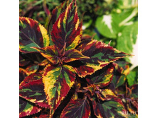 ������ ������������ Combat