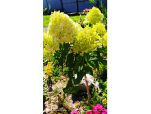 IMG 20200822 094055.jpg