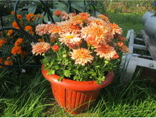 ���������� ����������� Branbeach orange No10