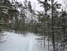 IMG 20210314 112504.jpg