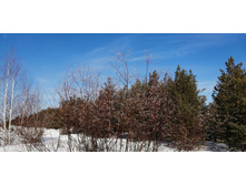 IMG 20210308 100327.jpg