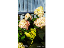 IMG 20200822 094029.jpg