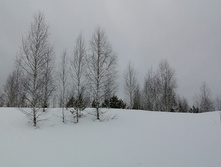 IMG 20210314 125520.jpg