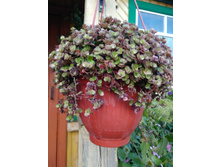 ������� ������������