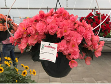 2 ������� BK Collection CHLOE CORAL PINK.jpg