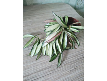 kentiana variegata.