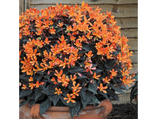 29 ������� Glowing Embers Orange.jpg