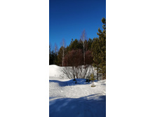 IMG 20210328 081313.jpg