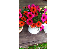 IMG 20200828 114420.jpg