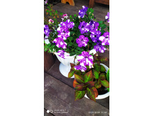 IMG 20200828 114425.jpg