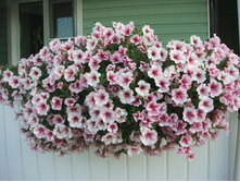 ������� ��������� ���