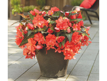 8 Iconia-miss-malibu.jpg