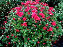 ���������� Meridian Coral No 11