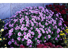 ���������� ����������� Branfountain purple No7