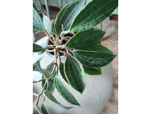macrophylla variegata.