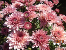 ���������� ����������� branfountain salmon No3