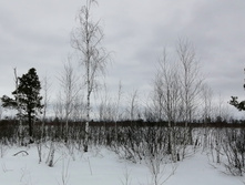 IMG 20210320 130032.jpg