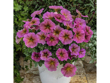 ������ ������������ �������