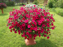 ������� ������ ��� �����